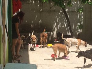 Campanha digital arrecada fundos para animais carentes