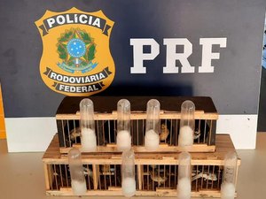 PRF flagra transporte clandestino de aves silvestres em Rio Largo