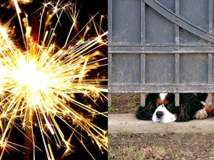 Número de animais desaparecidos cresce com as festas de fim de ano