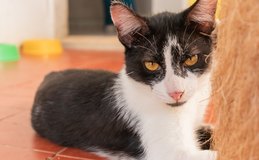 Mortes por envenenamento de gatos na Pajuçara é investigada pela Polícia Civil