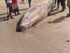 Baleia reintroduzida ao mar na Barra de Santo Antônio morre encalhada