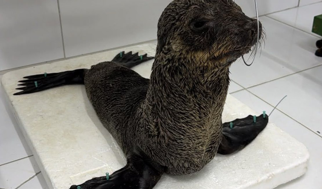 Instituto Biota divulga causa da morte do lobo-marinho em Alagoas