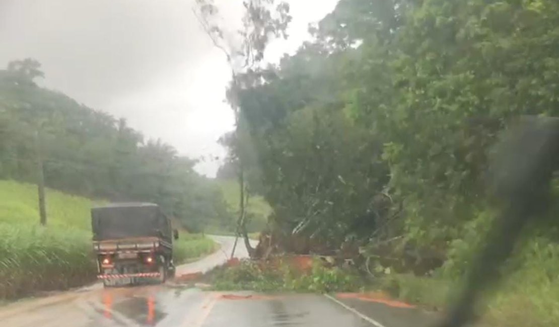[Vídeo] Quedas de árvores prejudicam tráfego na rodovia AL 105 no Norte de AL