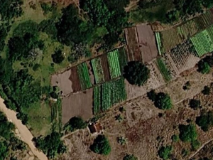 Denúncia aponta uso de água poluída para irrigar hortaliças em Arapiraca