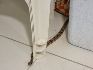 Jibóia invade residência em Marechal Deodoro e é resgatada pelo BPA