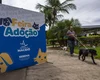 Feira de Adoção garante novos lares e acolhimento responsável para cães e gatos