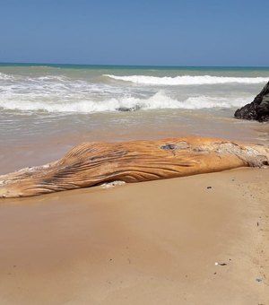 Baleia jubarte e tartaruga aparecem mortas em praias do Litoral Sul