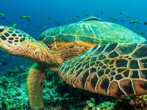 MPF obtém condenação de Município, União, Ibama e ICMBio para proteção das tartarugas marinhas