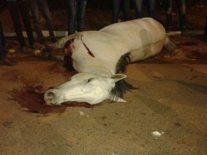 Avaliada em mais de R$500 mil, égua de alagoano morre em acidente