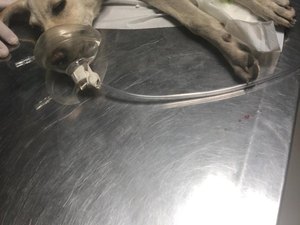 [Vídeo] Crueldade : cadela é atingida por disparo de arma de fogo em Arapiraca