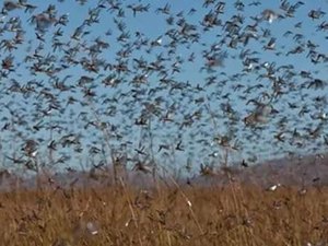 Nuvem de gafanhotos é vista na Argentina e coloca fronteira gaúcha em alerta