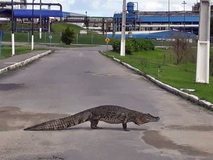 Jacaré de 2,5 metros é flagrado em pátio de usina em São Miguel dos Campos