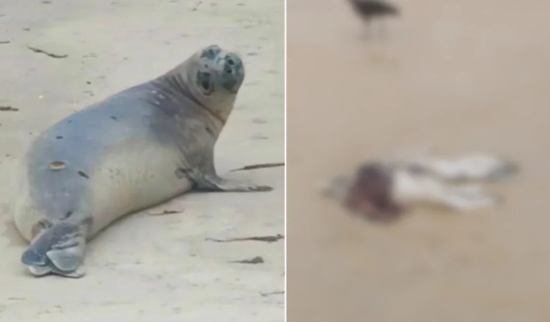 Instituto Biota confirma que elefante-marinho encontrado morto era 'Leôncio'