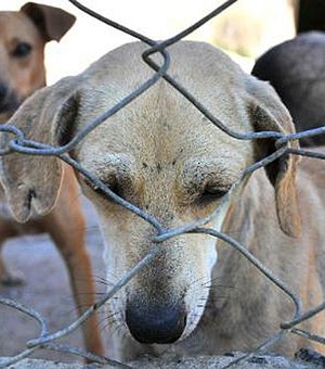 Veterinário é preso acusado de maus-tratos a animais em clínica de Maceió