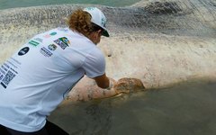 Biólogos do Biota colhendo material de baleia encontrada morta