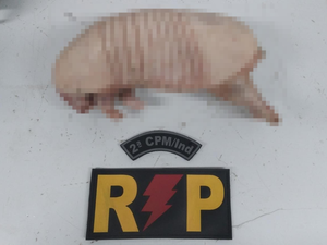 Homem é preso com animal silvestre morto em sacola