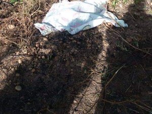 Jovem morre ao perder controle de veículo e colidir com árvore na AL-101 Sul