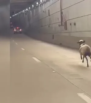 Ovelha é flagrada correndo entre os carros no túnel de Taguatinga