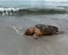 Tartaruga-cabeçuda é achada morta na areia da Ponta Verde, em Maceió