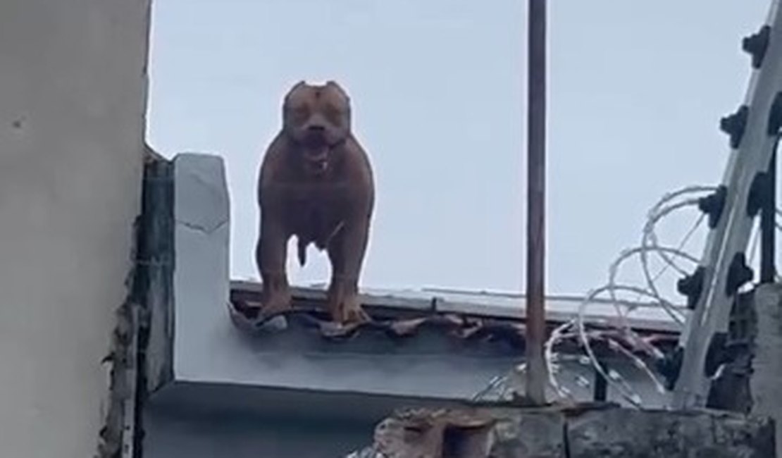 [Vídeo] Pitbull sobe em telhados e assusta moradores de rua em Arapiraca