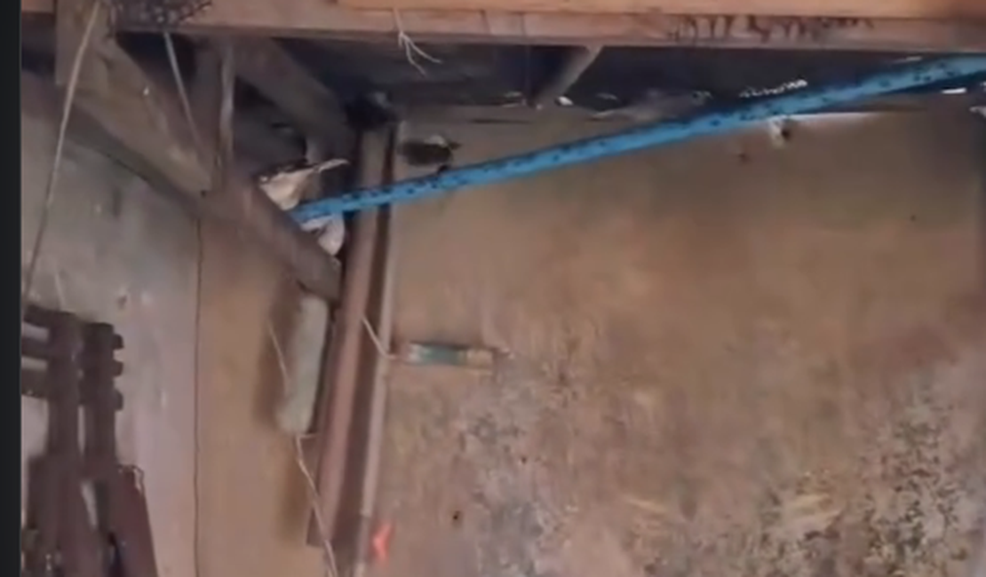 Aves silvestres são resgatadas pelo BPA durante fiscalização ambiental em Maceió