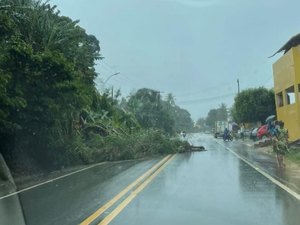 [Vídeo] Barreira desaba e invade pista em Maragogi