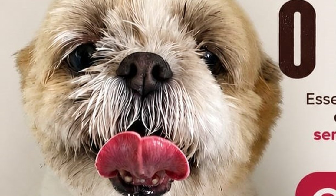 Procura-se dono de cachorro encontrado no bairro Esmeralda, em Arapiraca