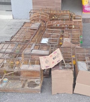 Polícia resgata aves silvestres e desarticula pontos de venda ilegal na Região Norte