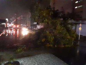  Queda de árvore atinge poste de energia em Maceió