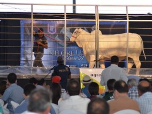 Leilão Nelore União será prestigiado criadores de todo país