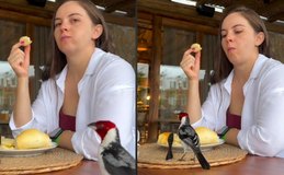 Ave rouba café da manhã de turista em Ilhéus e vídeo viraliza na web