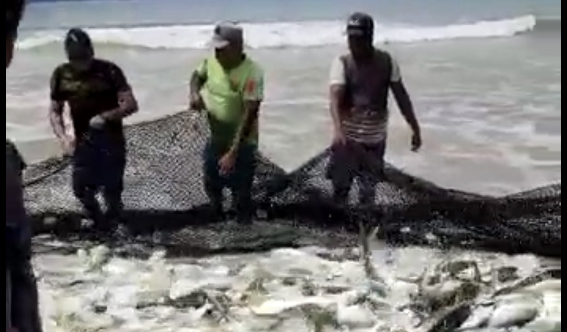 [Vídeo] Pescadores comemoram resultado de pesca em praia de Coruripe