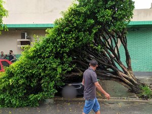Árvore caí em cima de carro particular da Polícia Militar