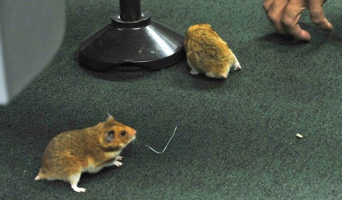 Homem solta ratos no plenário da CPI durante depoimento de Vaccari
