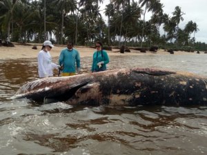 Baleia de oito metros é encontrada morta na praia de Tatuamunha, no Litoral Norte