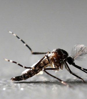 Cidade do interior de SP inicia liberação de Aedes geneticamente modificado