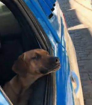 Cachorro caramelo vira “quarto integrante” de equipe policial