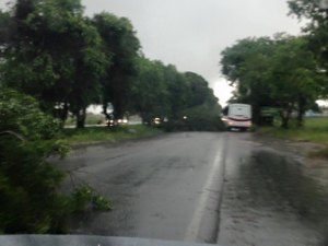 Tempestade derruba árvores e gera transtorno na BR-104