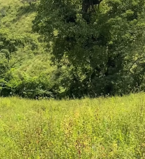 Corpo de idoso que estava desaparecido é encontrado na zona rural de Palmeira dos Índios