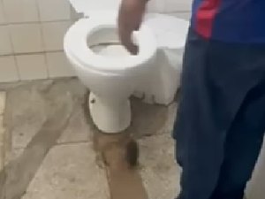 Rato é encontrado 'passeando' dentro de unidade de saúde em Olho D'Água das Flores