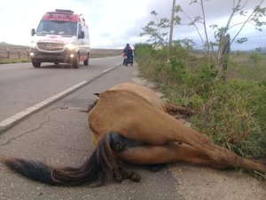 Animal morre após colidir contra motocicleta na rodovia AL-220
