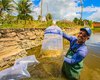 Prefeitura e Codevasf realizam a entrega de 22 mil alevinos aos produtores rurais de Arapiraca
