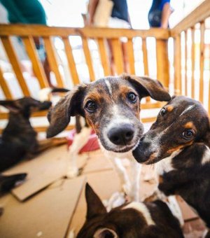 Prefeitura promove Feira de Adoção Animal neste sábado (24) em faculdade de Maceió