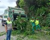 Alurb realiza intervenções em árvores no bairro da Gruta de Lourdes