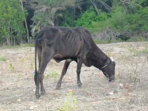 Seca: agricultores vendem animais e abandonam Igreja Nova