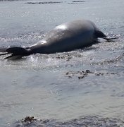 Elefante-marinho chama atenção ao aparecer na Praia de Antunes (Maragogi)