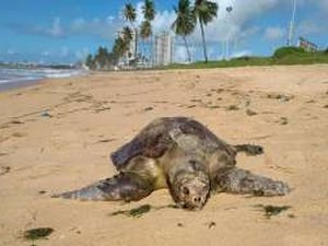 Biota registra a morte de duas tartarugas marinhas na orla de Maceió