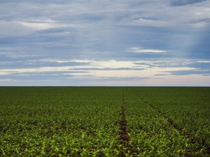 Anvisa aprova marco regulatório dos agrotóxicos