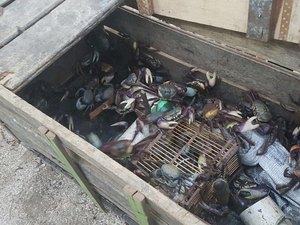 Começa neste sábado (11) proibição da captura do caranguejo-uçá em AL