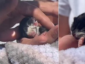 Gato nasce com dois focinhos e recebe nome de vilão do Batman